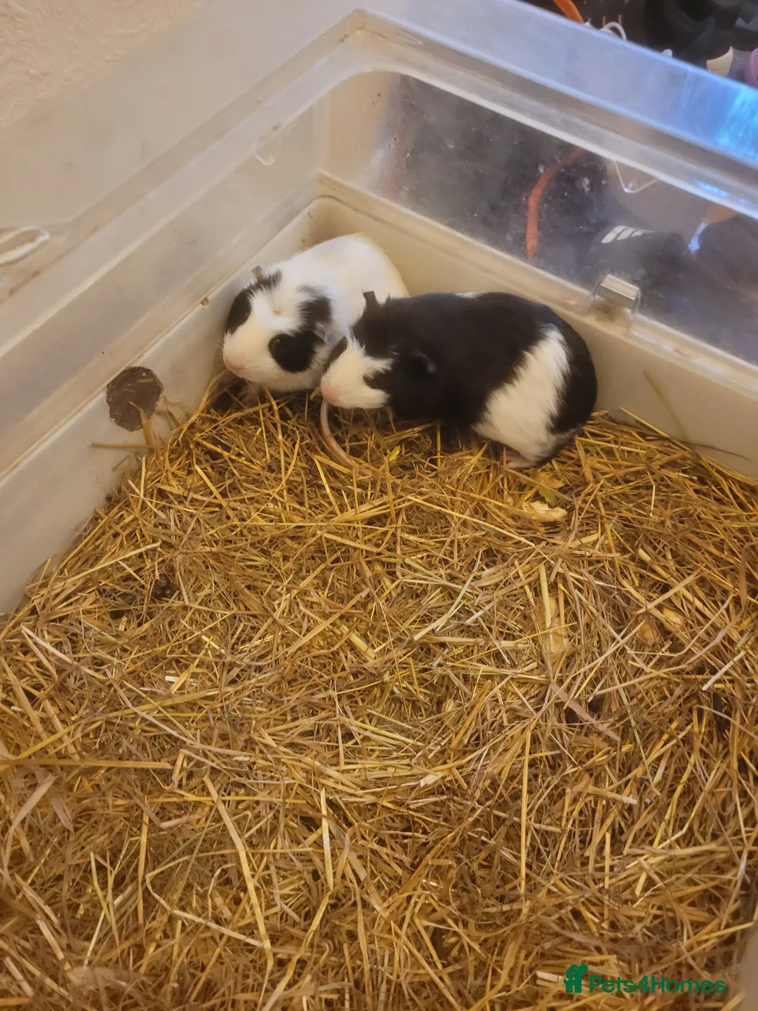 Mixed Breed livestock for sale: American guinea pigs for sale - Advert 2