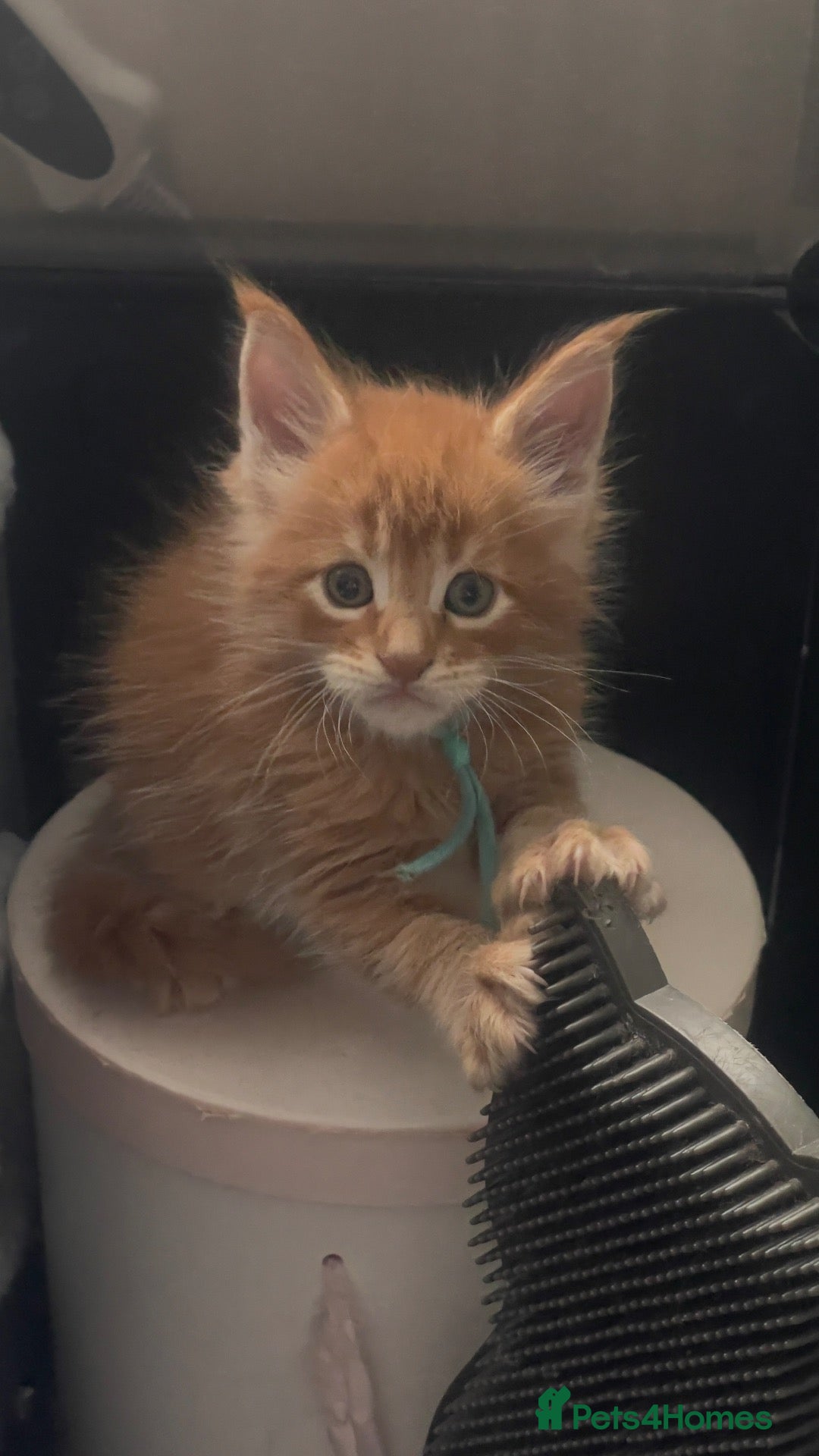 Maine Coon cats Four Little Hearts Looking for Their Forever Homes - Advert 2