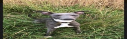 Whippet dogs for stud: Whippet stud dog in Somerton - Advert 1