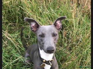 Whippet dogs Whippet stud dog in Somerton - Advert 2