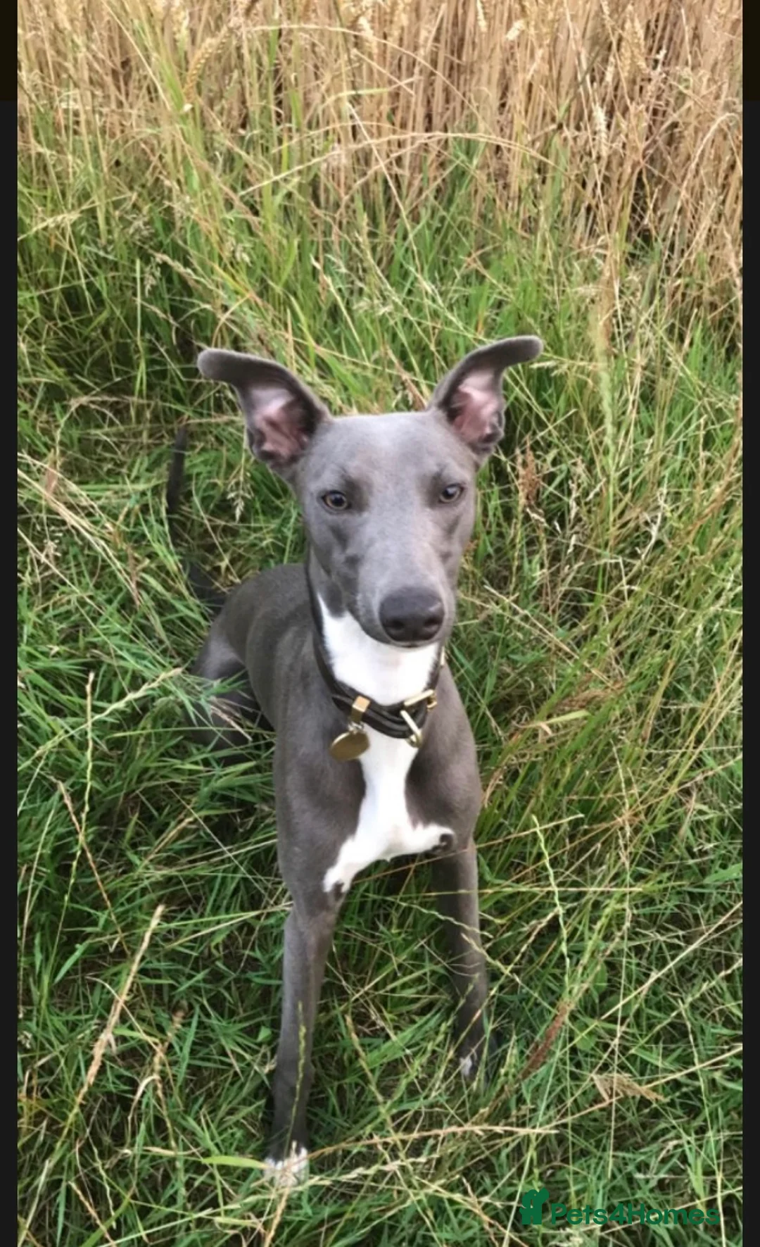 Whippet dogs for stud: Whippet stud dog in Somerton - Advert 1