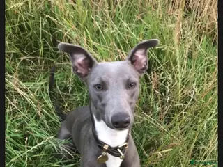 Whippet dogs Whippet stud dog in Somerton - Advert 13