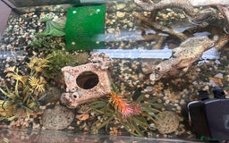 Turtle reptiles for sale: 2 female turtles  - Image 3