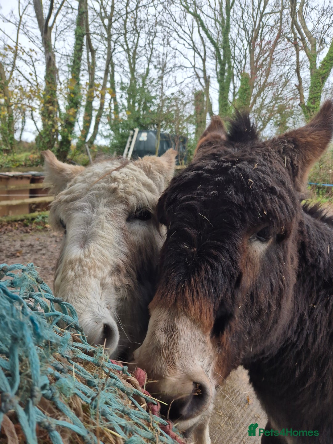 Donkey livestock for sale: DONKEYS jenny 9yo & gelding 3yo, inc wooden cart - Advert 1