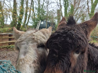 Donkey livestock DONKEYS jenny 9yo & gelding 3yo, inc wooden cart - Advert 6