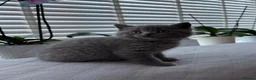 Scottish Fold cats for sale: Scottish Fold girl and British Shorthair boy - Advert 3
