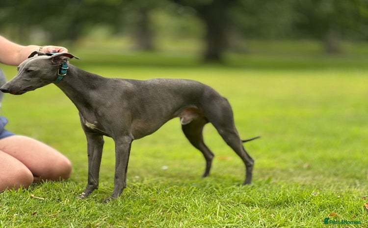 Whippet dogs in Elgin - Advert 9