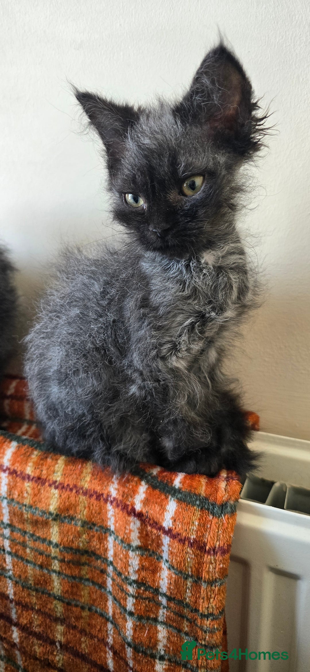 LaPerm cats for sale: 2 male Laperm mix kittens, curly haired - Advert 23