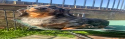 Miniature Dachshund dogs for sale: LONG HAIRED MINIATURE RUSSIAN DACHSHUNDS  - Advert 1