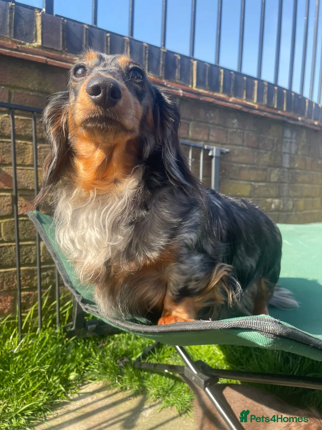 Miniature Dachshund dogs for sale: LONG HAIRED MINIATURE RUSSIAN DACHSHUNDS  - Advert 1