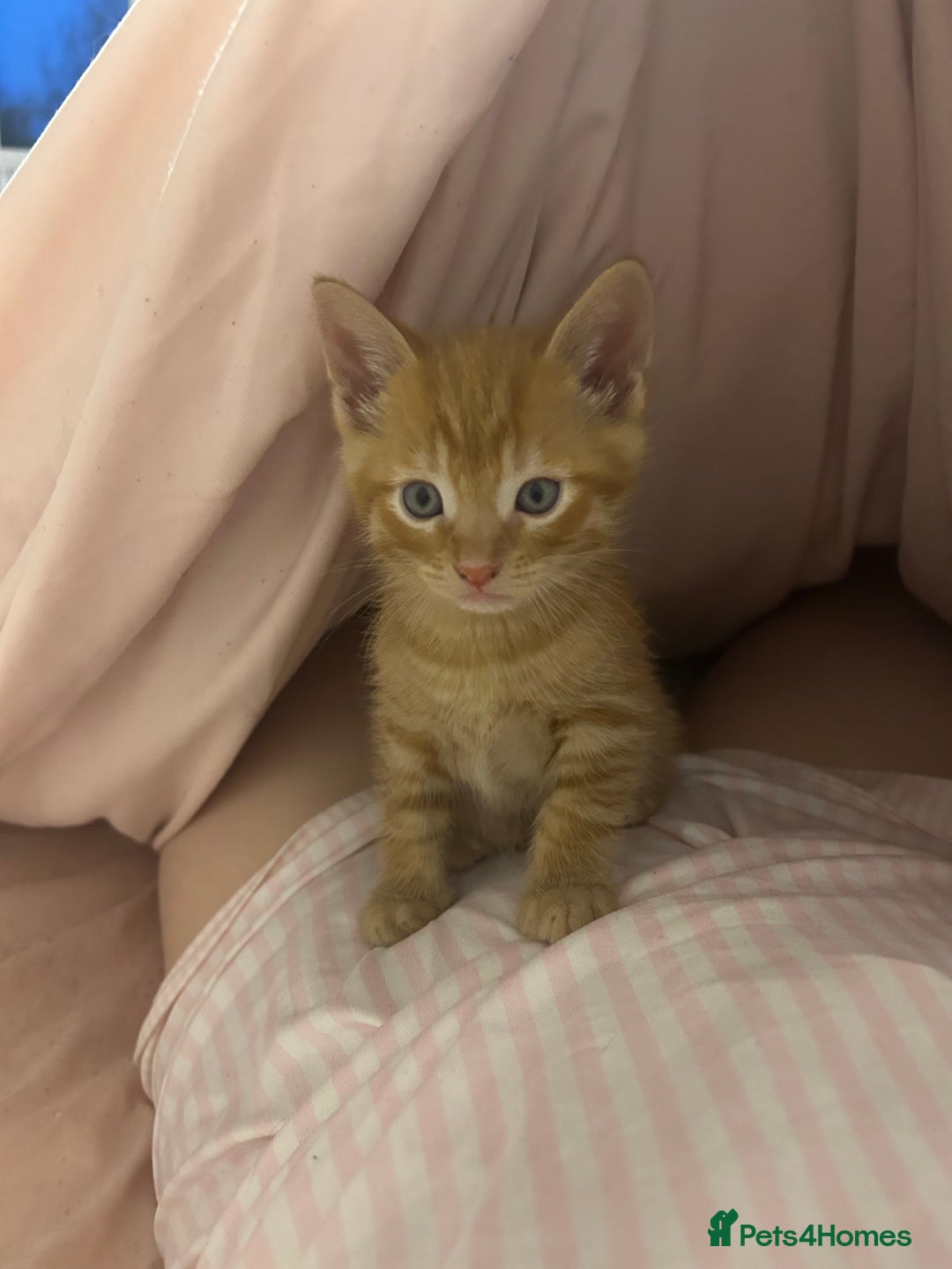 Mixed Breed cats for sale: orange mixed breed kittens  - Advert 2
