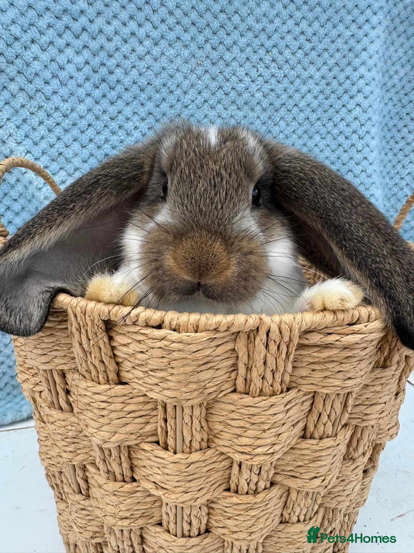 French Lop rabbits Pure breed Baby Giant French Lops Rabbits - Advert 1