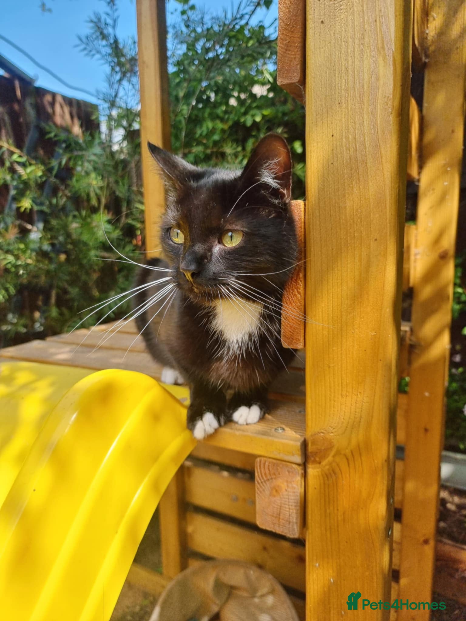 Mixed Breed cats Beautiful boy - Advert 2