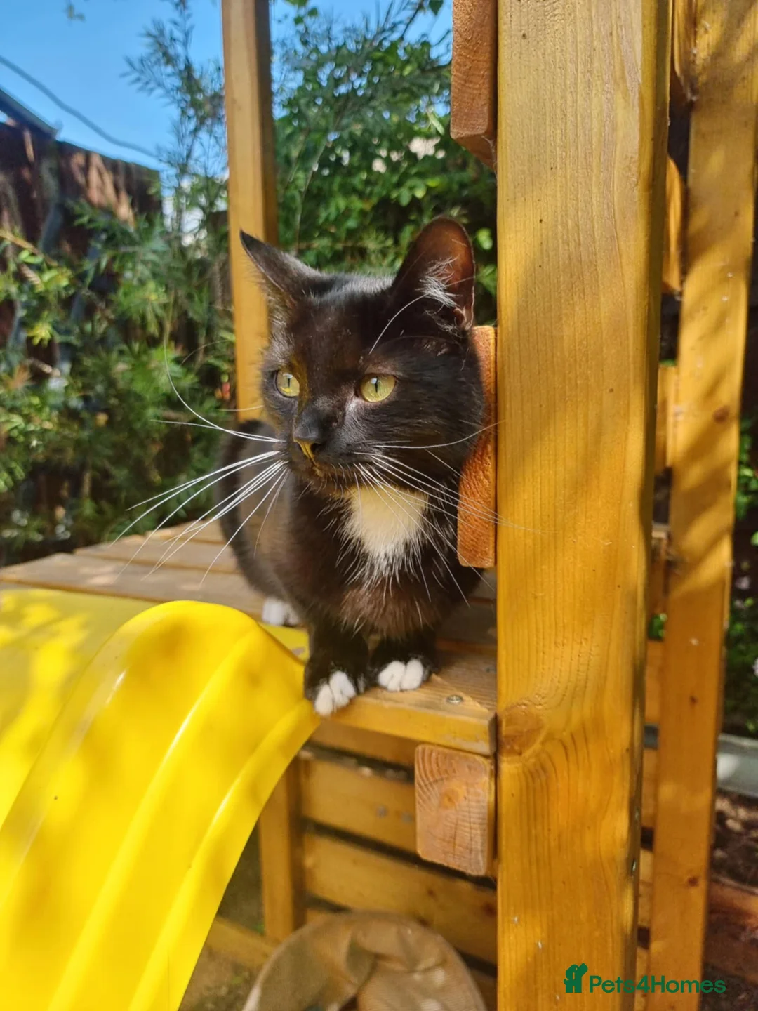 Mixed Breed cats for sale: Beautiful boy - Advert 1