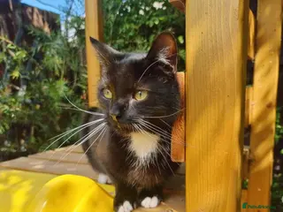 Mixed Breed cats Beautiful boy - Advert 2