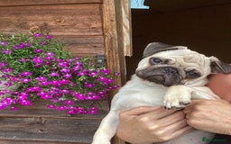 Pug dogs for sale: Six month old dog puppy available. - Image 3