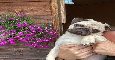 Pug dogs - Advert 12