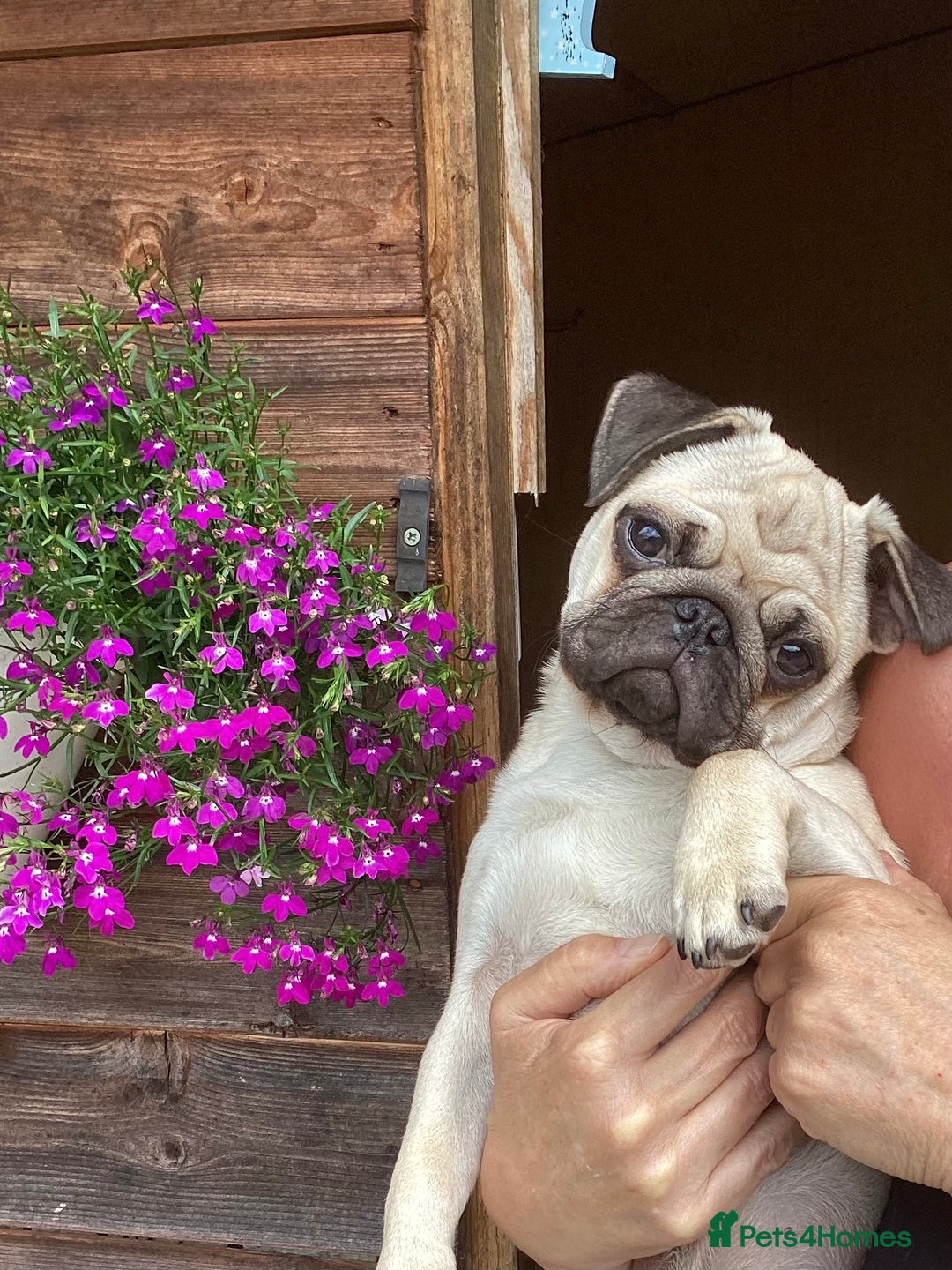 Pug dogs for sale: Six month old dog puppy available. - Image 3