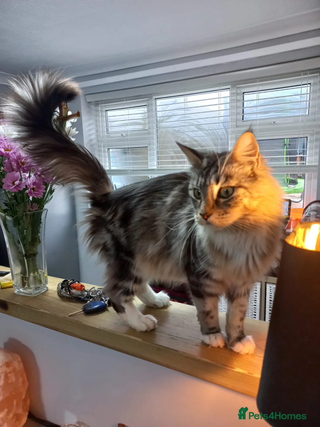 Maine Coon cats for sale: 6 maine coon kittens in Nottingham - Advert 2