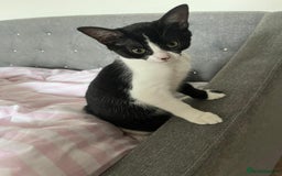Mixed Breed cats for sale: Two charming female kittens - Image 11