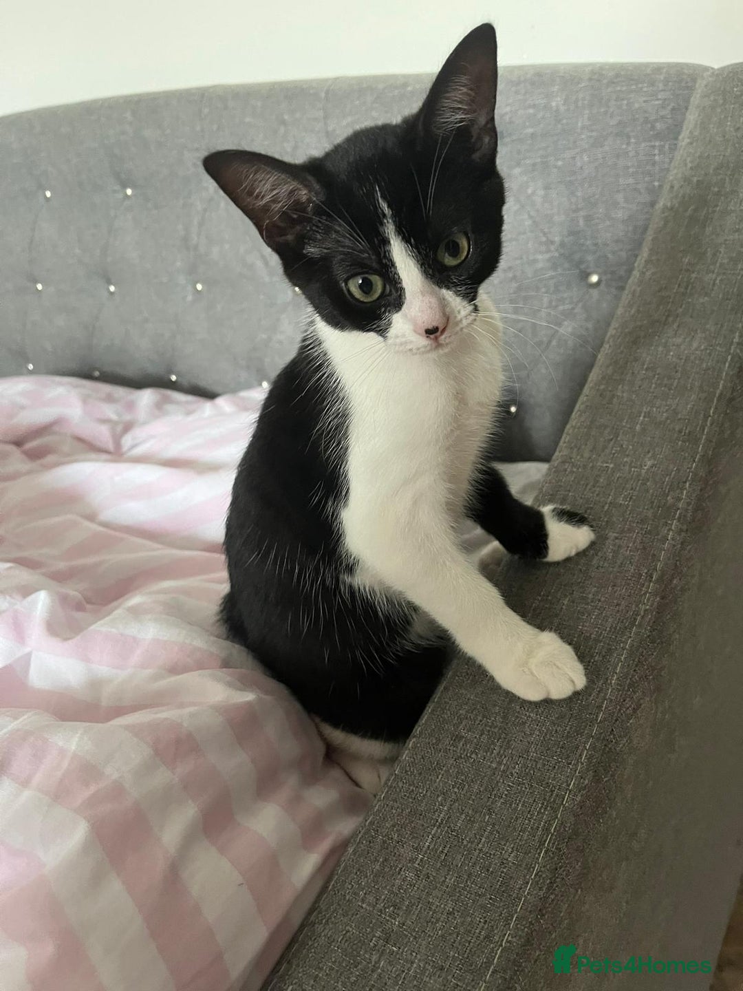 Mixed Breed cats for sale: Two charming female kittens - Image 11