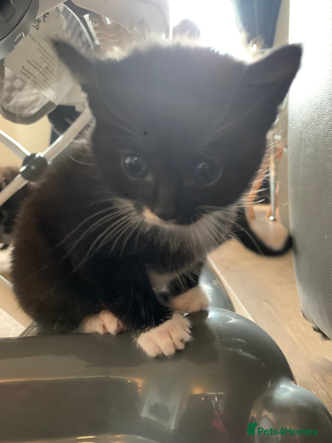 British Longhair cats for sale: Beautiful Tuxedo X Long haired Kittens ❤️ - Advert 8