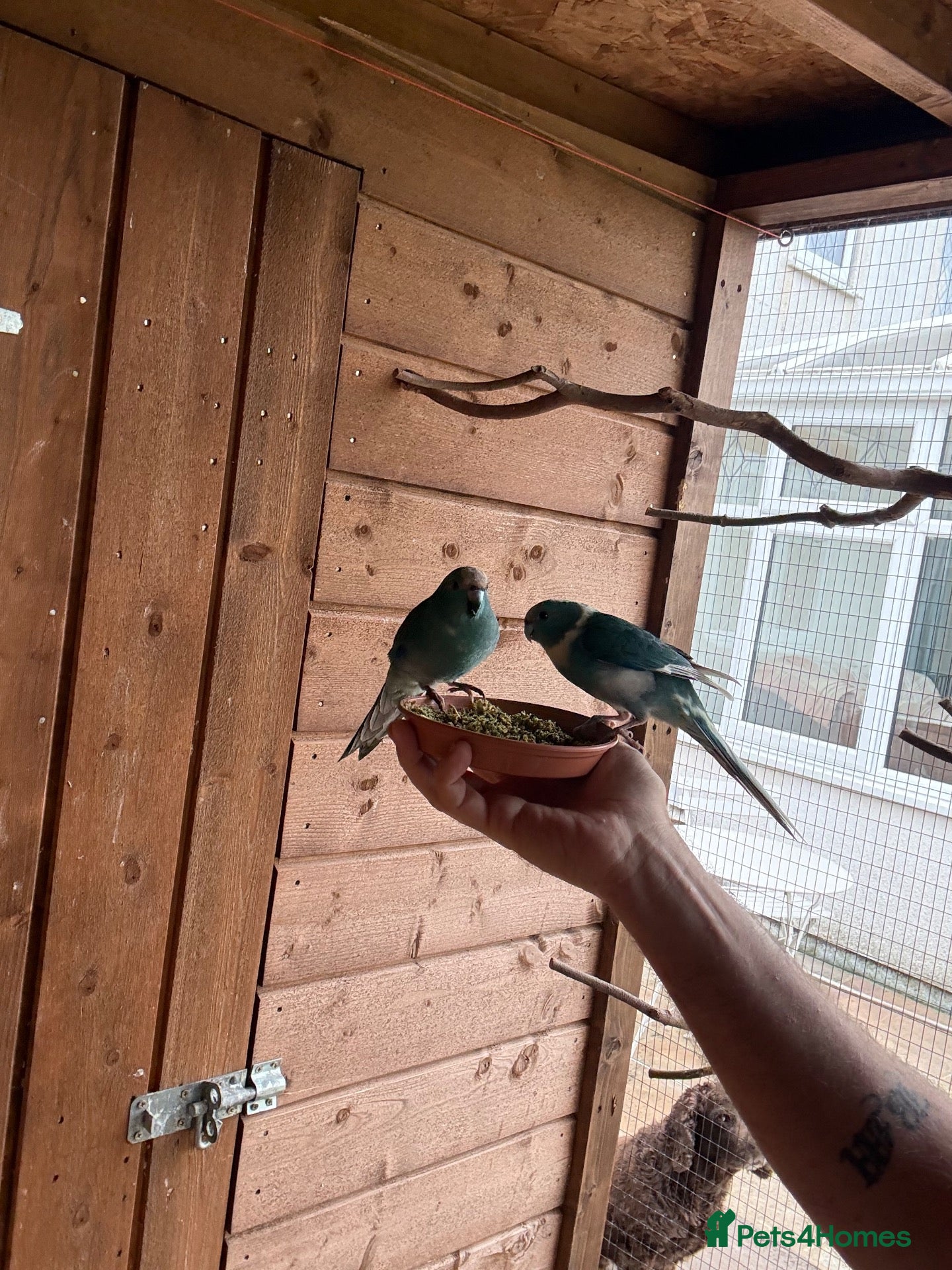 Parakeets birds Kakarikis - Advert 1