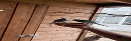 Parakeets birds for sale: Kakarikis in Spalding - Advert 1