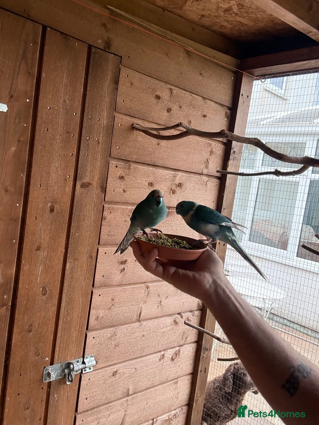 Parakeets birds for sale: Kakarikis in Spalding - Advert 1