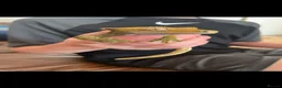 Gecko reptiles for sale: Crested Gecko pair with bio vivarium  - Advert 2