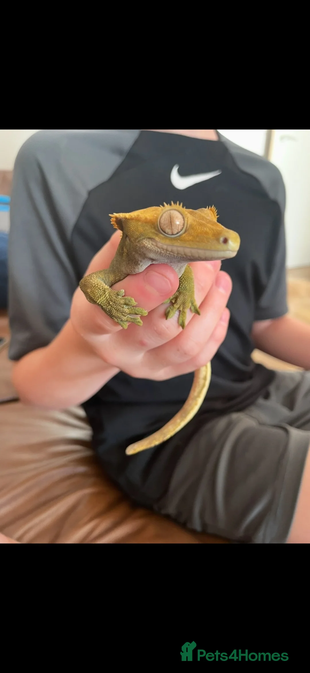 Gecko reptiles for sale: Crested Gecko pair with bio vivarium  - Advert 2