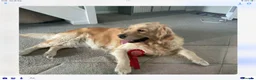Golden Retriever dogs for sale: Kc reg beautiful puppies  - Advert 4