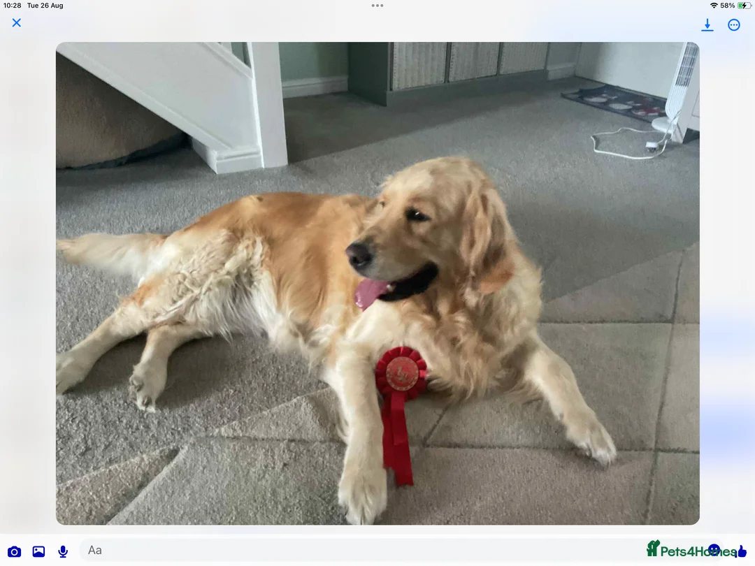 Golden Retriever dogs for sale: Kc reg beautiful puppies  - Advert 4