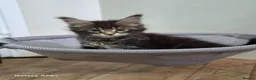 Maine Coon cats for sale: Licensed breeder-maine coon  - Advert 19