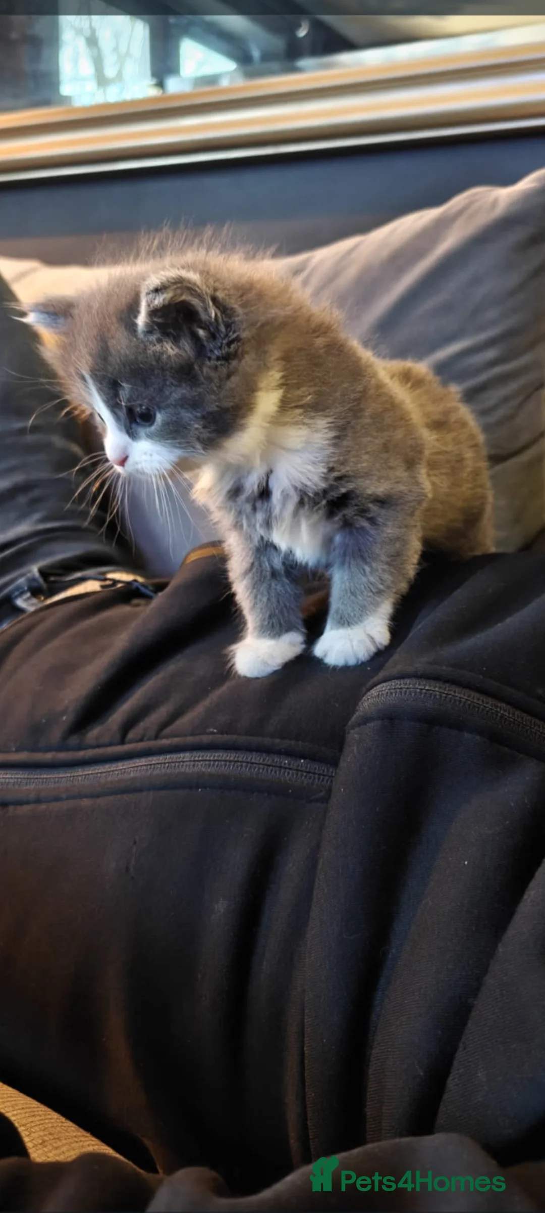 Persian cats for sale: Beautiful Persian/ Norwegian forest kittens  - Advert 4