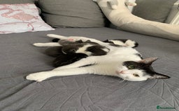 Domestic Shorthair cats for sale: 5 gorgeous kittens 🐈‍⬛  - Advert 10