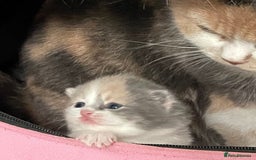 British Shorthair cats for sale: Beautiful GCCF British shorthair kittens - Image 20