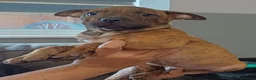 Mixed Breed dogs for sale: Puppies  - Advert 1