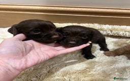 Cocker Spaniel dogs for sale: Pure bred, Cocker spaniels - Image 11