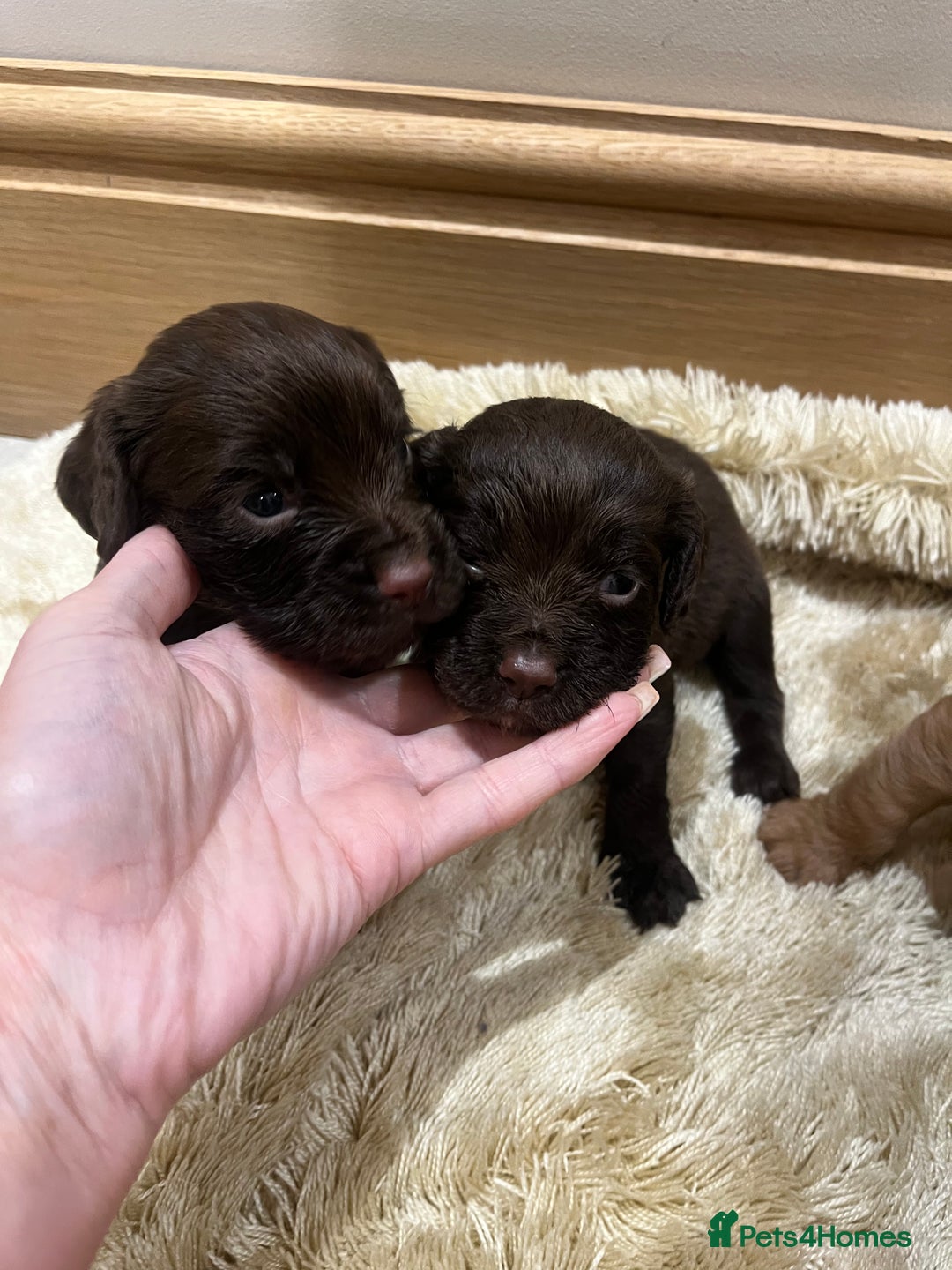 Cocker Spaniel dogs for sale: Pure bred, Cocker spaniels - Image 11