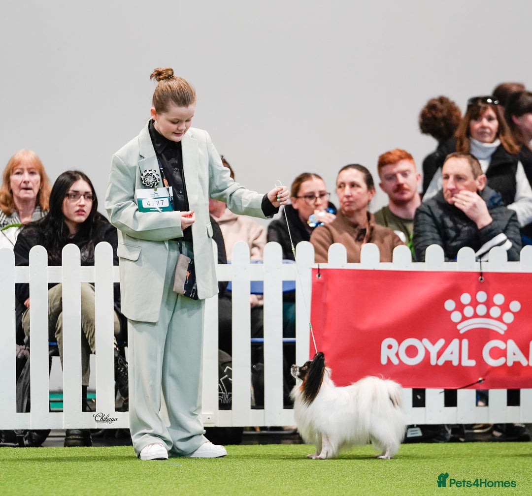 Papillon dogs for stud: FOR STUD ONLY - KC REGISTERED PAPILLON in Rochdale - Advert 3