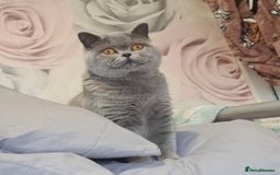 British Shorthair cats for sale: Female british shorthair  - Image 1