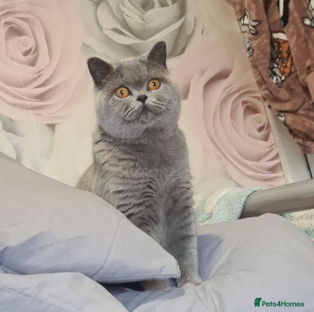 British Shorthair cats for sale: Female british shorthair  - Image 1