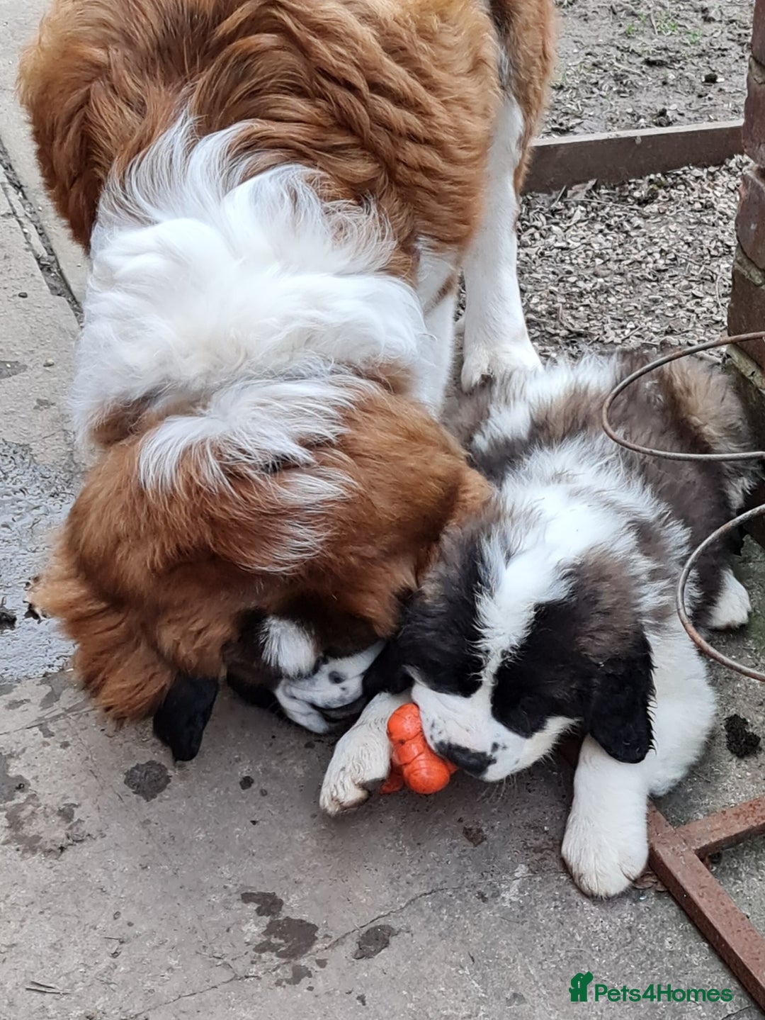 Saint Bernard dogs for stud: Stunning KC reg saint Bernard for stud.  in Chester - Image 17
