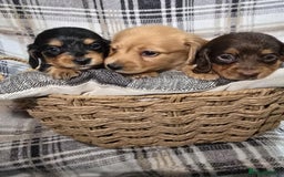 Miniature Dachshund dogs for sale: Longhair miniature Duchshund 🩵1boy 1girl left🩷 - Advert 33