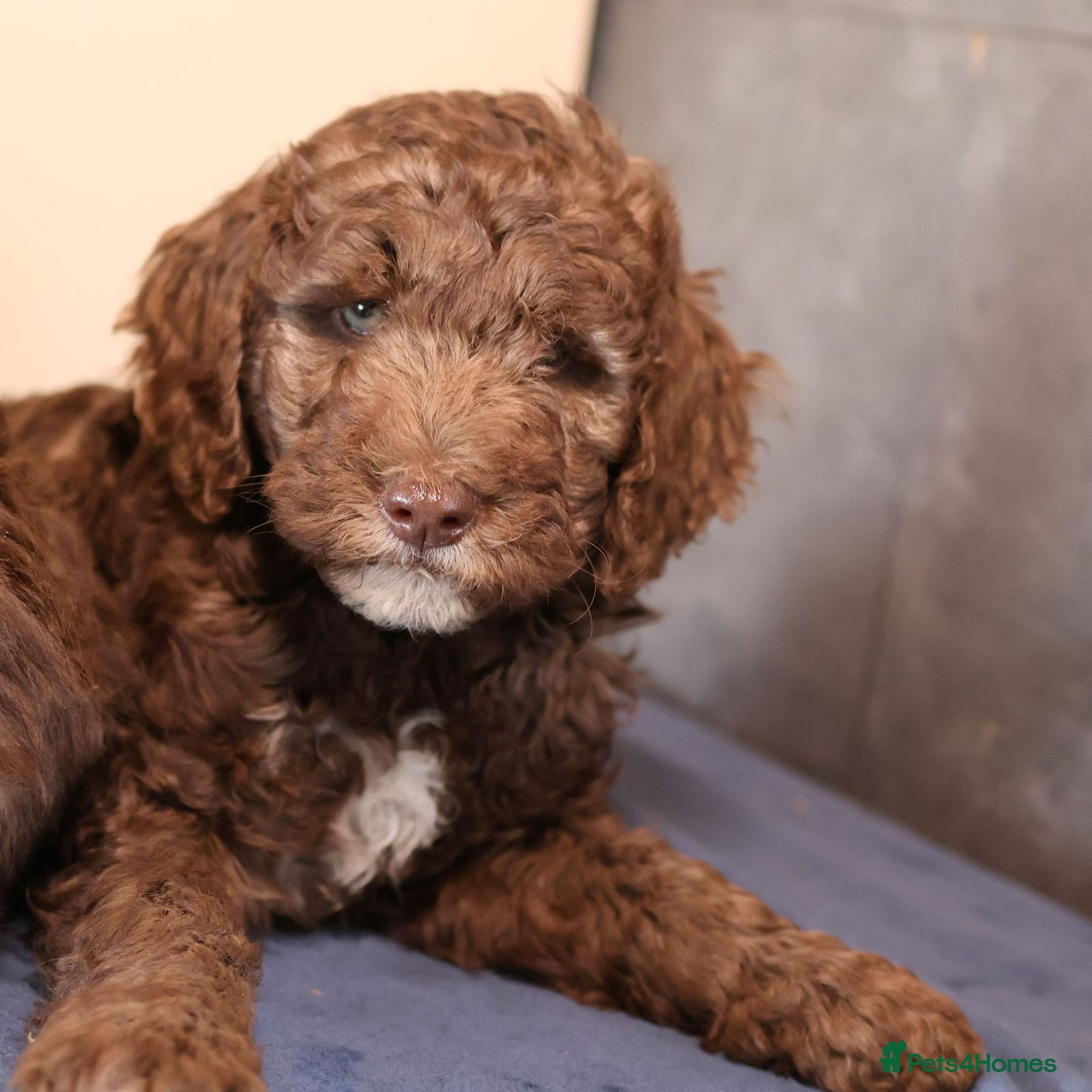 Labradoodle dogs Our Puppies Are Thriving BVA DNA screened parents  - Advert 1
