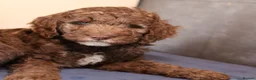 Labradoodle dogs for sale: Ready now , first vaccine complete & health check  - Advert 12