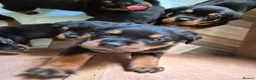 Rottweiler dogs for sale: Rottweiler puppies - Advert 21