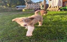 Border Collie dogs for sale: Border collie puppies  - Image 2