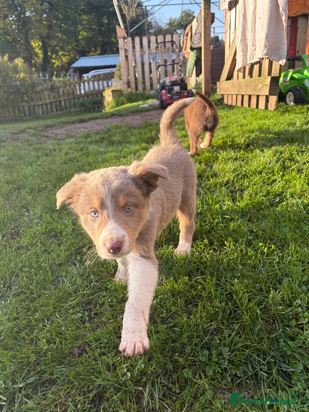 Border Collie dogs for sale: Border collie puppies  - Image 2